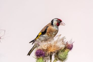 European goldfinch, feeding on the seeds of thistles....