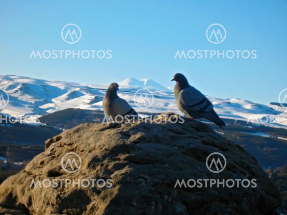 Doves on the stone and snowy mountain background