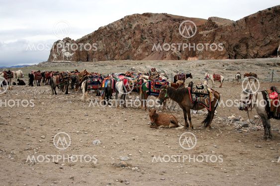 Horses in Tibet