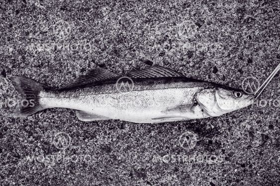 Gös fisk