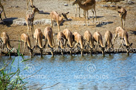 a group of blackfaced impala drinking in a waterhole at etosha national park namibia africa