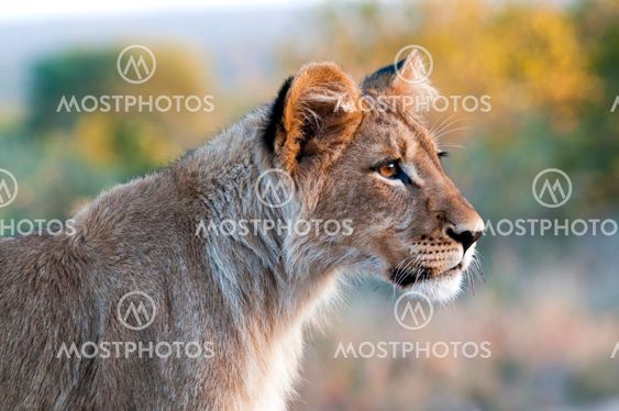 Lion - Löwe