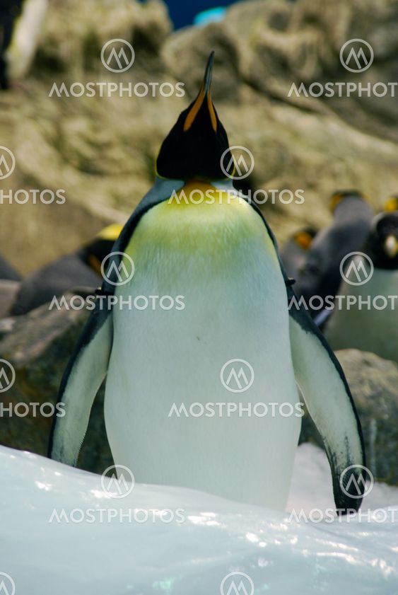 Penguin