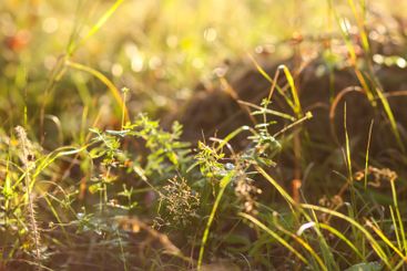 Tranquil autumn nature background in a sunset light.