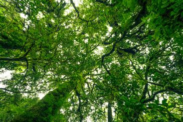 Green tree forest with sunlight through green leaves....