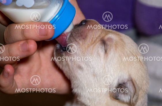 Labrador puppy eats milk from bottle