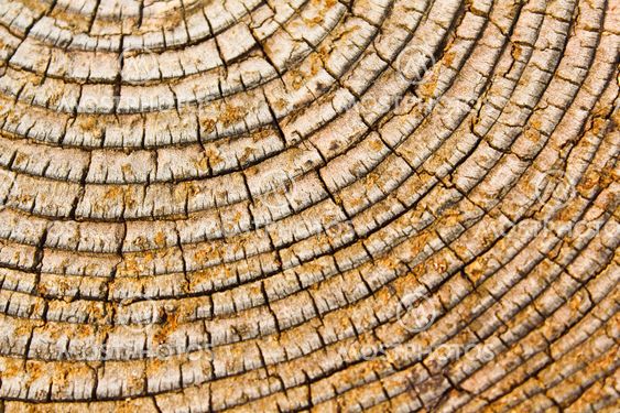 Old wood texture