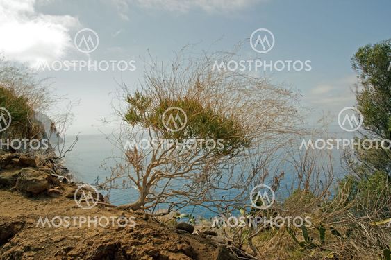 wild nature, west coast of Madeira