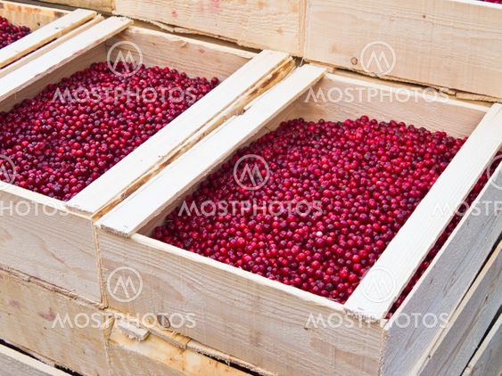 Lingonberry