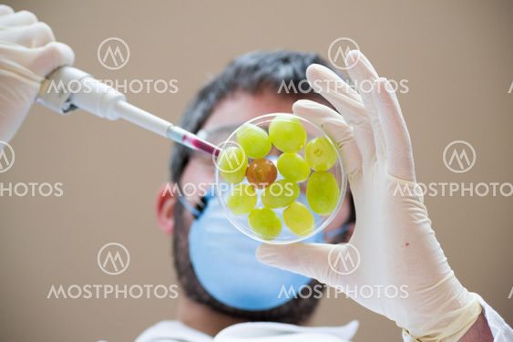 GMO grapes in action