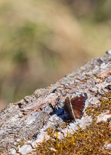 Camberwell beauty butterfly in the sunshine on a mossy...