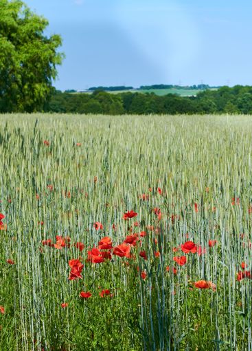 Wheat field, red flower and poppy landscape in...