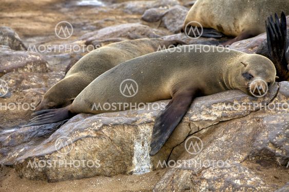 fur seal sleeping on the beach at cape cross seal reserve namibia