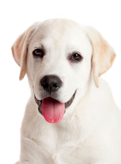 Labrador puppy