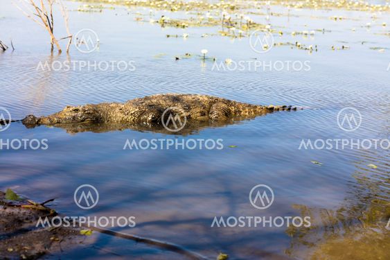 Sacred crocodile, Burkina Faso
