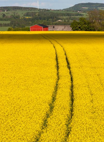 oilseed field