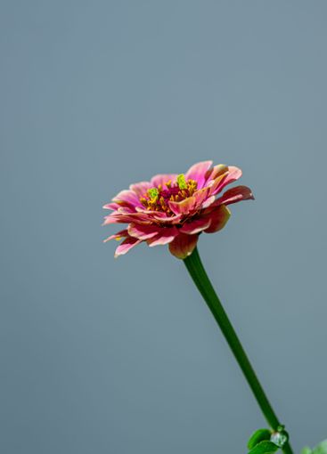 Colourful Zinnia  flower in a garden.