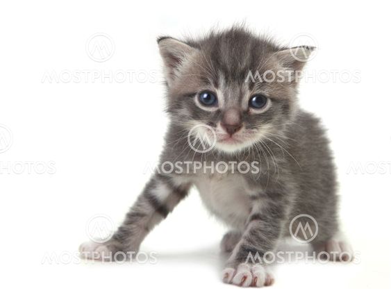Baby Cute Kitten on a White Background