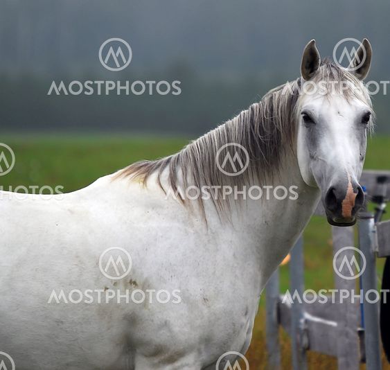 White Horse