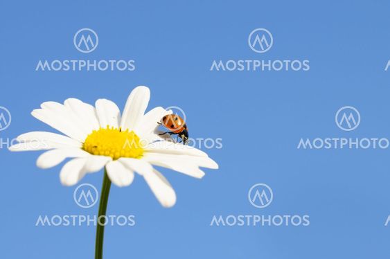 ladybird on daisy