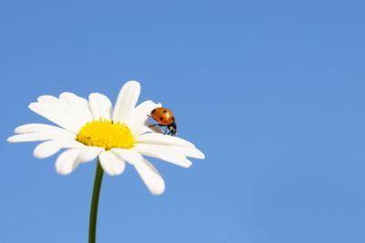  ladybird on daisy 
