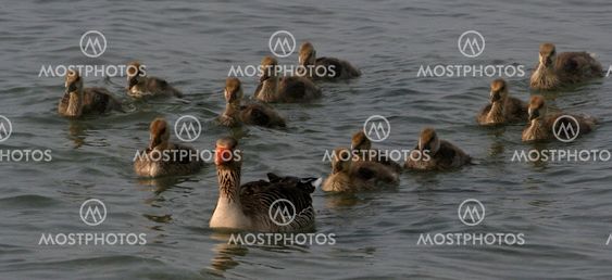 Ducks_10