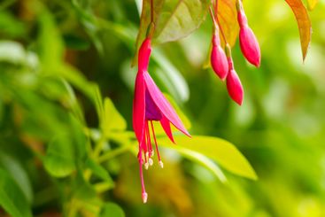 Blooming colourful red fuchsia flowers in nature 