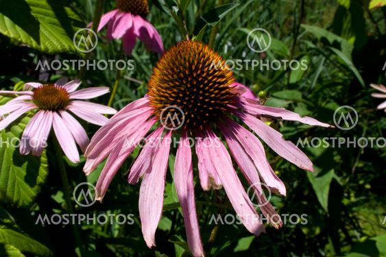 Purppuranvärinen coneflower (Echinacea purpurea)