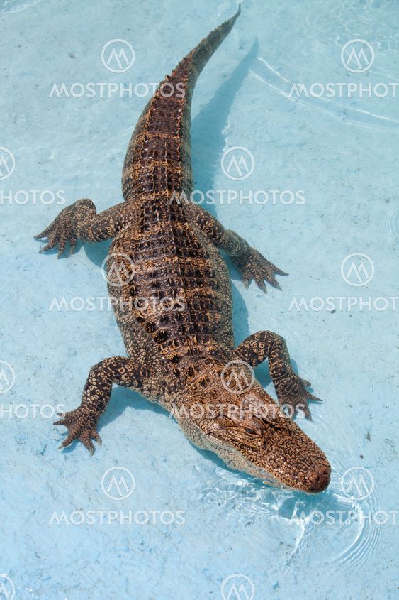 North American Aligator