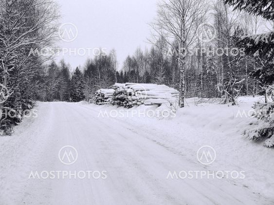 Timber pile