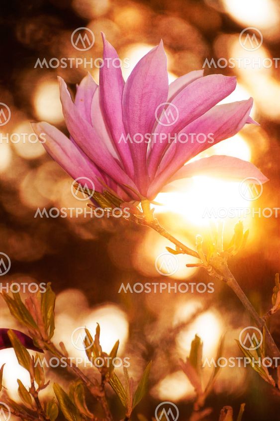 Magnolia blossom backlit by the evening sun
