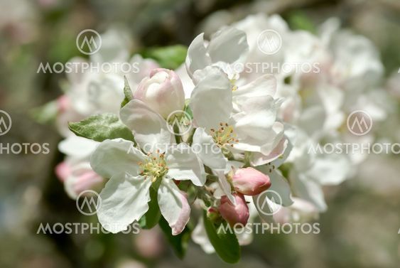 Apple blossom
