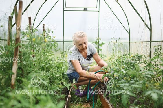 Mature elderly woman watering plants with water hose....
