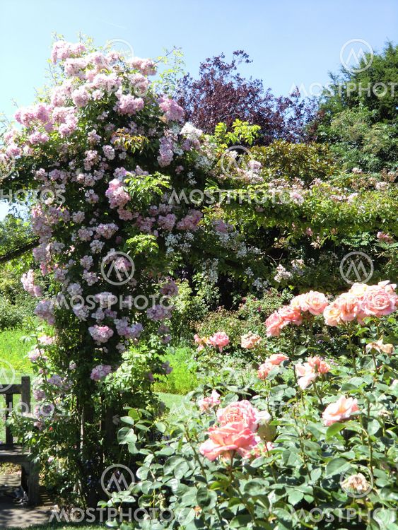 Beautiful roses on a trellis