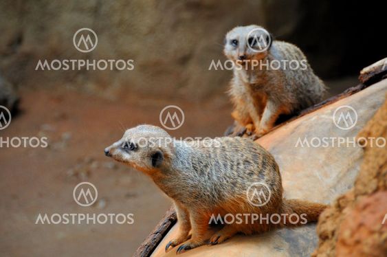 Meerkat Pair