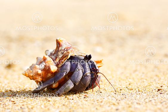 Hermit Crab