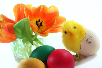 Easter Chicks