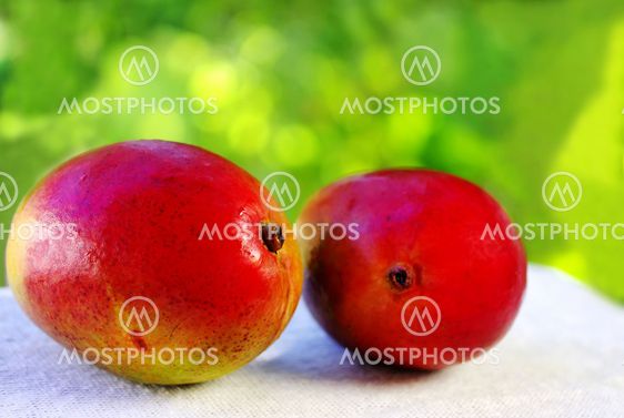 Two mangoes fruits on green background.