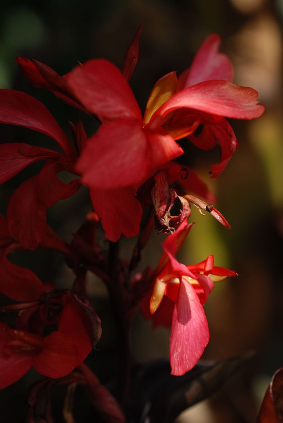 Red Flower