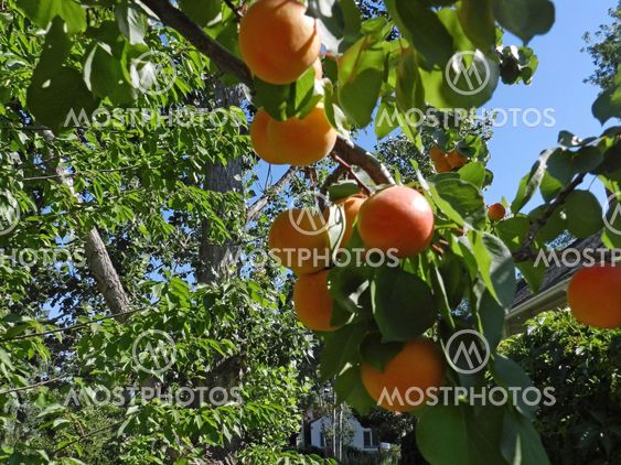 Ripe apricots on the tree