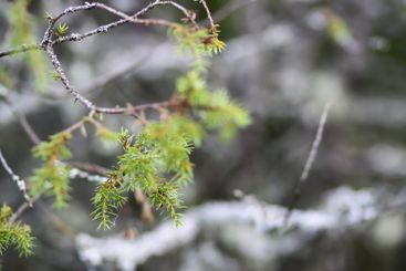 Close-up of juniper tree. Medicinal evergreen plant.