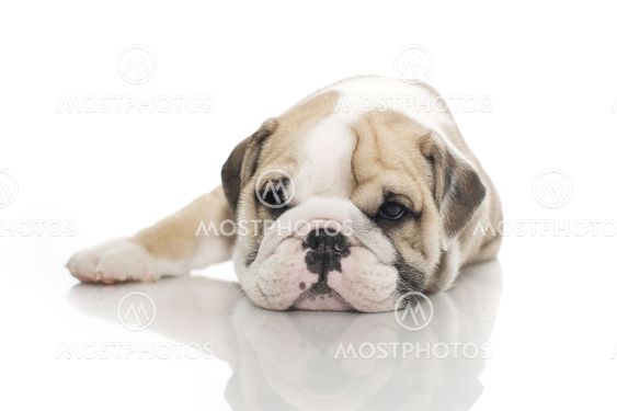 English bulldog puppy isolated