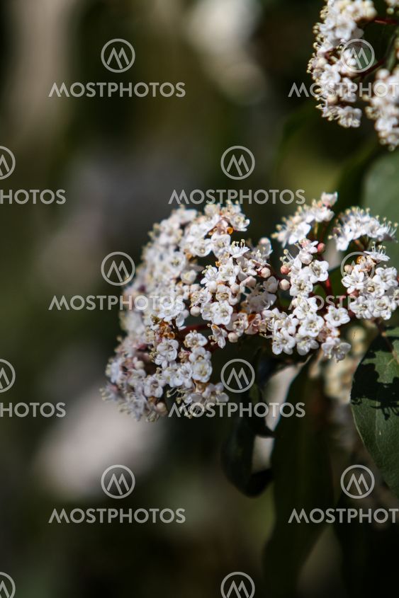 Viburnum tinus