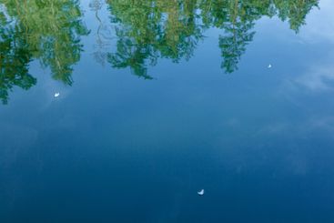 swan feather on the water with blue sky reflection