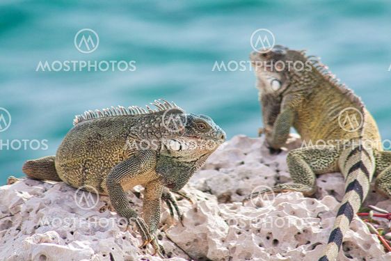 Green iguana