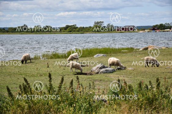 Betande får vid stranden vid Halltorps Hage...
