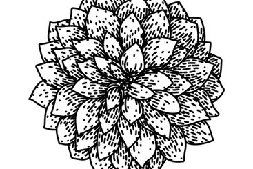 bloom dahlia sketch hand drawn vector