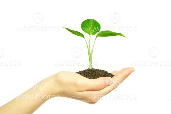 plant in hand