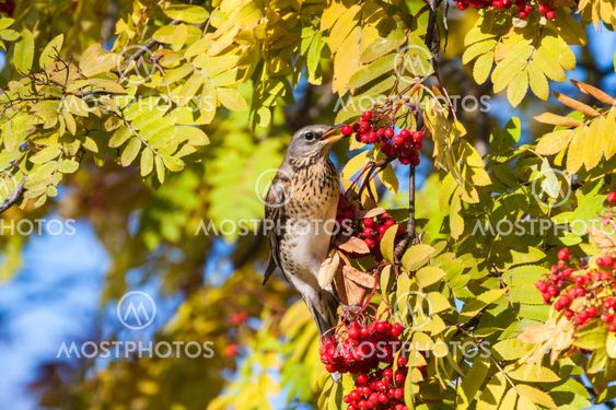 A Fieldfare eating rowanberries
