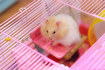Cute Orange White Syrian or Golden Hamster (Mesocricetus...